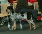 Griffon-Bleu-de-Gascogne-1