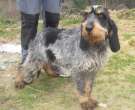 Griffon-Bleu-de-Gascogne-4