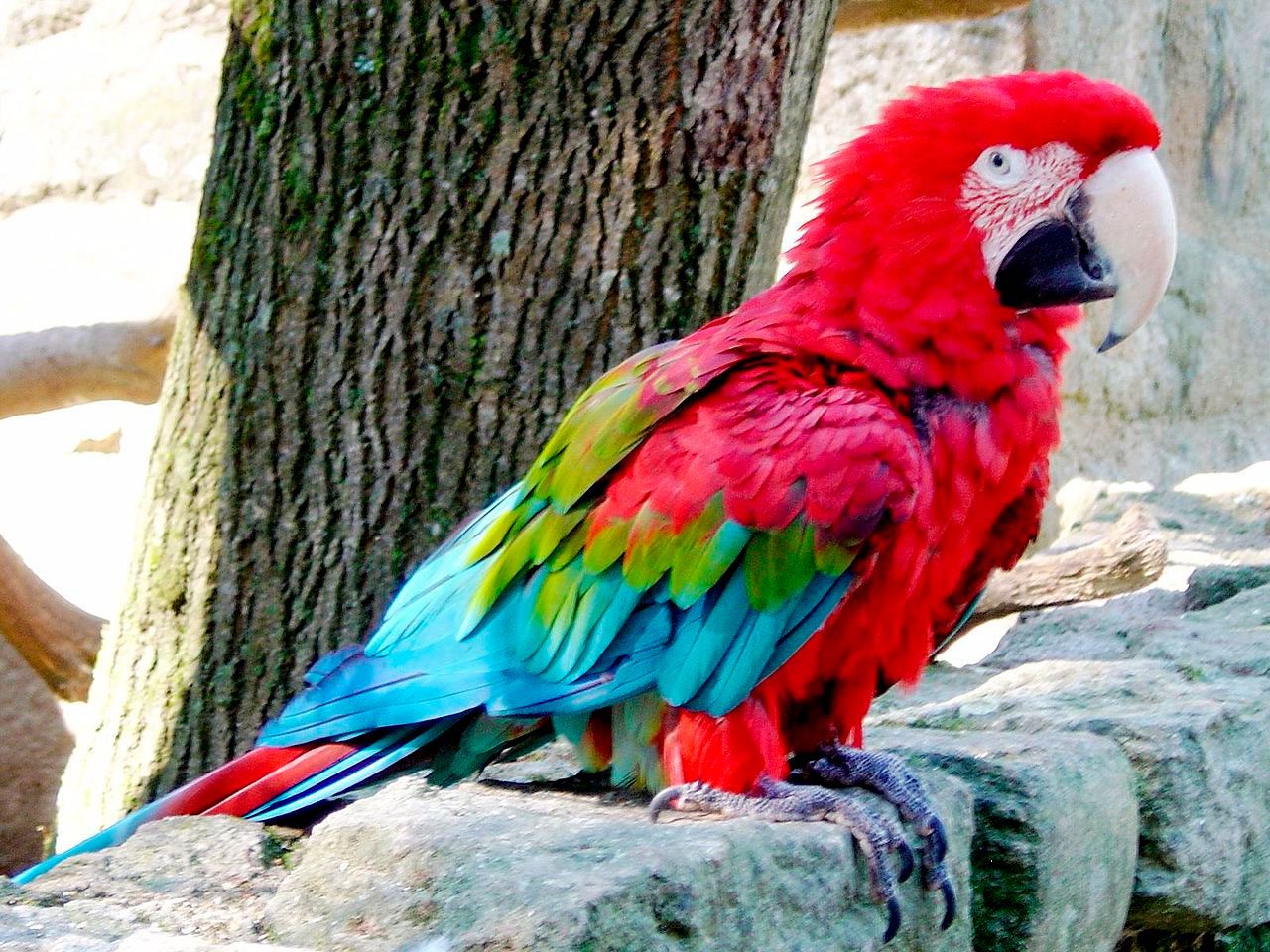 Red-and-green (Ara chloropterus) - Exotic birds