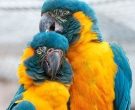 Guacamayo-barbiazul-(2)