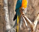 Guacamayo-barbiazul-(3)
