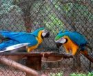Guacamayo-barbiazul-(6)