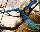 Guacamayo-barbiazul-(8)