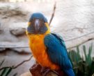 Guacamayo-barbiazul-(9)
