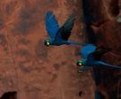 Guacamayo-de-Lear-(2)
