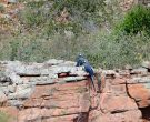 Guacamayo-de-Lear-(3)