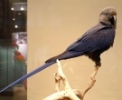 Guacamayo-de-Spix-(3)