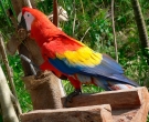 Guacamayo-Macao-(2)