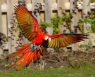 Guacamayo-Macao-(4)