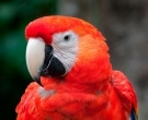 Guacamayo-Macao-(5)