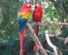Guacamayo-Macao-(6)