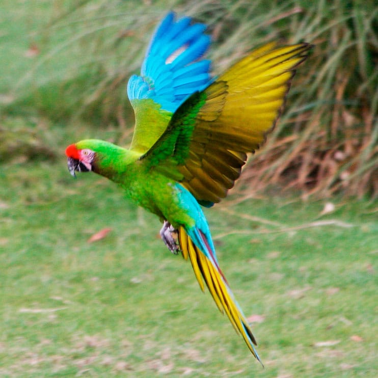 Macaw (Ara militaris) - Exotic birds
