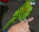 Guacamayo-Noble-(2)
