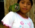Guacamayo-Ventrirrojo-(3)