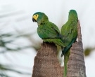 Guacamayo-Ventrirrojo-(4)