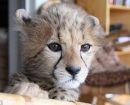 Jolie el guepardo, a los seis meses de edad, el tiene ahora ahora cuatro años