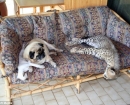 Compartiendo el sofá con el resto de las mascotas