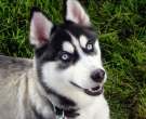 Husky-Siberiano-1