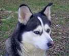 Husky-Siberiano-2