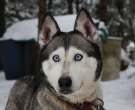 Husky-Siberiano-4