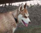 Husky-Siberiano-6