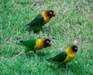 Inseparable-Cabecinegro-(8)