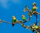Inseparable-de-Namibia-(4)
