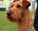 Terrier-irlandes-6