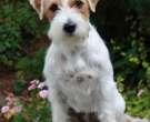 Jack-Russell-1