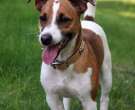 Jack-Russell-2