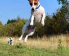 Jack-Russell-3