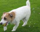 Jack-Russell-5