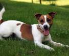 Jack-Russell-6