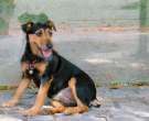 Terrier-cazador-aleman-1
