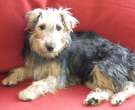 Terrier-cazador-aleman-2