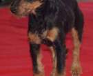 Terrier-cazador-aleman-3