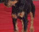 Terrier-cazador-aleman-3