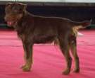 Terrier-cazador-aleman-5