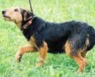 Terrier-cazador-aleman-6