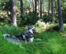 Perro-cazador-de-alces-sueco-2