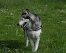 Perro-cazador-de-alces-sueco-4