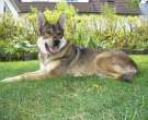 Perro-cazador-de-alces-sueco-5