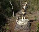 Perro-cazador-de-alces-sueco-6