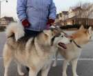 Perro-cazador-de-alces-sueco-7