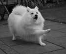 Spitz-japones-1-