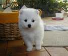 Spitz-japones-2-