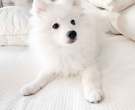 Spitz-japones-3-