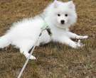 Spitz-japones-4-