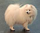 Spitz-japones-5-