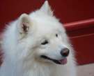 Spitz-japones-6-